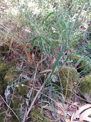 Lactuca viminea