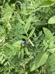 Vicia sativa