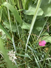 Lathyrus nissolia