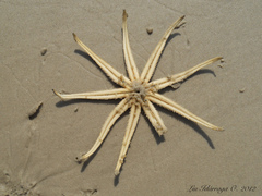 Luidia senegalensis