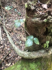 Rhoicissus rhomboidea