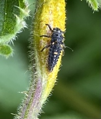Adalia bipunctata