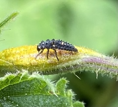 Adalia bipunctata