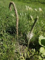 Plantago