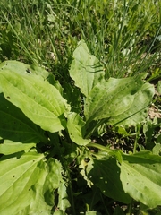 Plantago