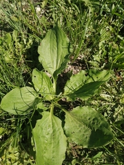 Plantago