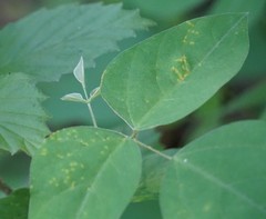 Synchytrium decipiens