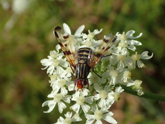 Otites porcus