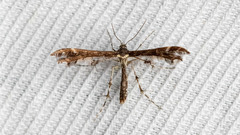 Capperia fusca