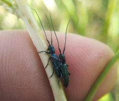 Agapanthiola leucaspis