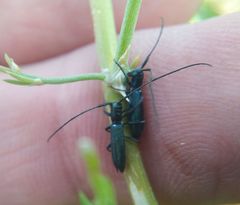 Agapanthiola leucaspis