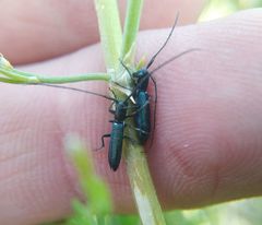 Agapanthiola leucaspis