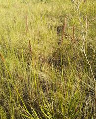 Hordeum brevisubulatum