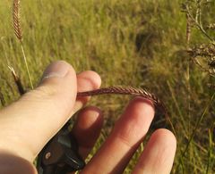 Hordeum brevisubulatum