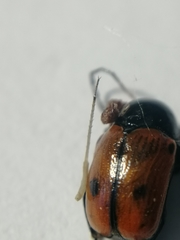 Cryptocephalus bipunctatus