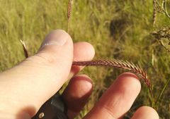 Hordeum brevisubulatum