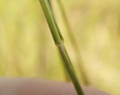 Hordeum brevisubulatum