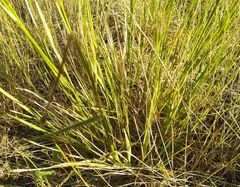 Hordeum brevisubulatum