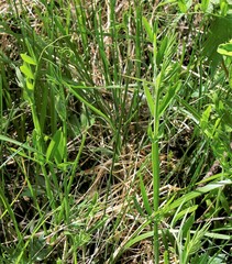 Lathyrus palustris pilosus