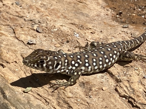 Sierra Nevada Ocellated Lizard, photo 3 of 10