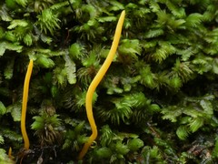 Clavulinopsis amoena