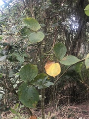 Dioscorea dregeana