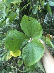 Dioscorea dregeana