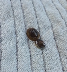 Ancylus fluviatilis