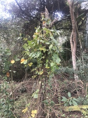 Dioscorea dregeana