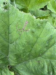 Phytomyza tussilaginis