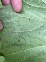 Phytomyza tussilaginis