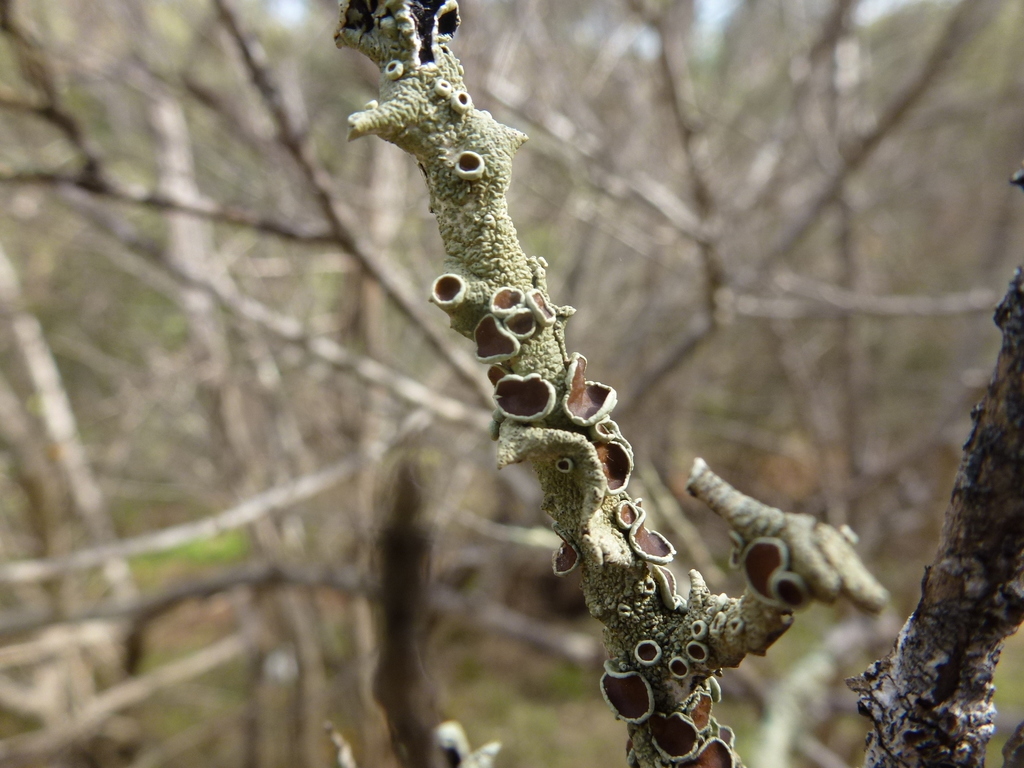 Austroparmelina pruinata