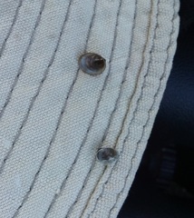 Ancylus fluviatilis