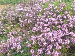 Thymus striatus