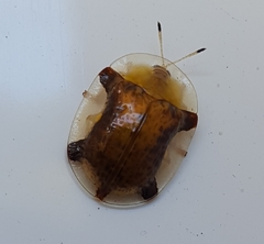 Aspidimorpha quinquefasciata