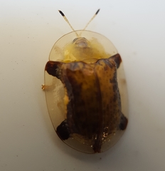 Aspidimorpha quinquefasciata