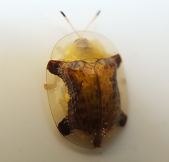 Aspidimorpha quinquefasciata