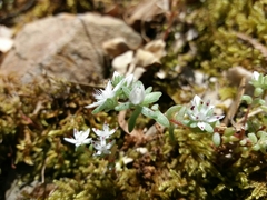 Sedum arenarium