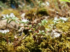 Sedum arenarium