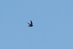 Schoutedenapus myoptilus