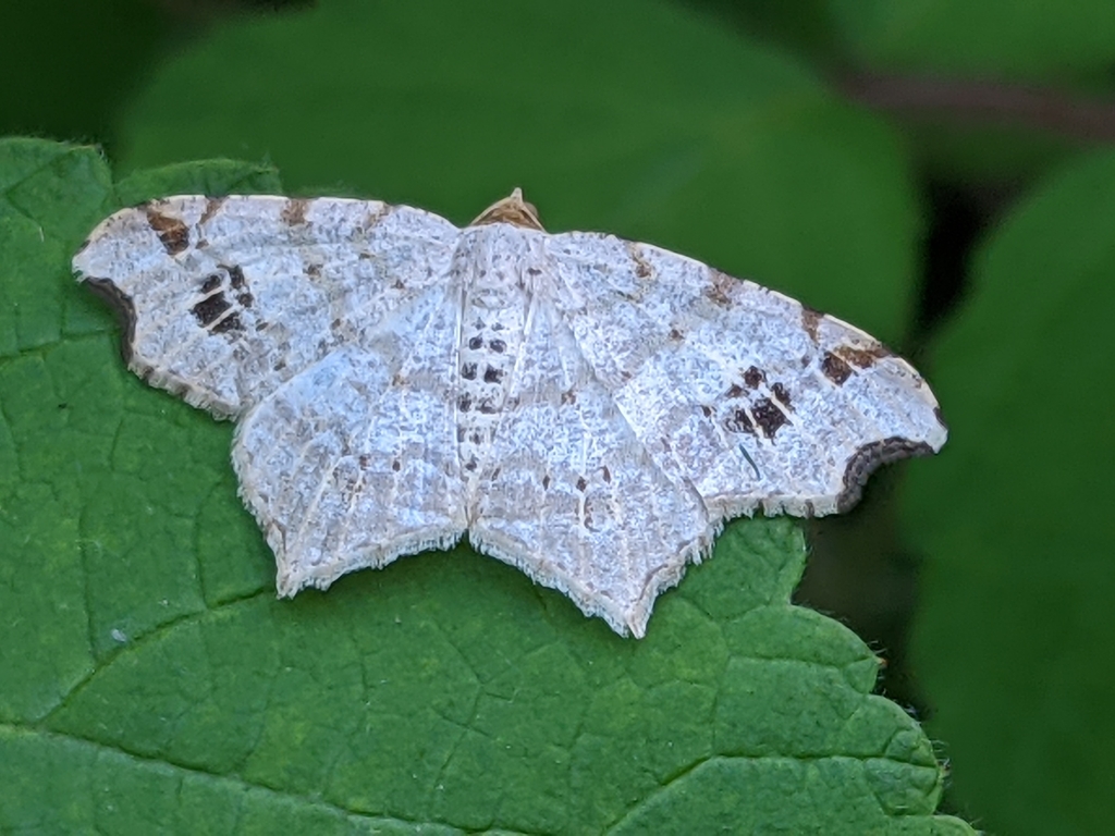 Common Angle Moth