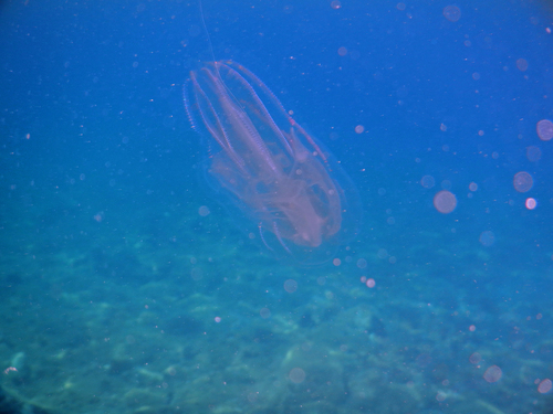 Leucothea multicornis