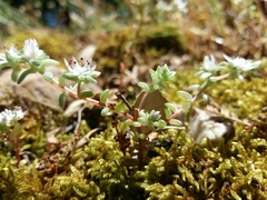 Sedum arenarium