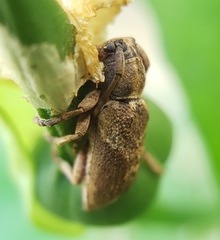 Pterolophia tuberculatrix