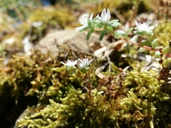 Sedum arenarium