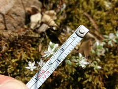 Sedum arenarium