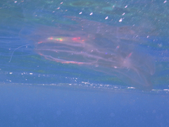 Leucothea multicornis