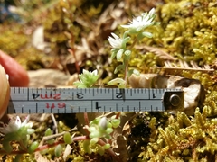 Sedum arenarium