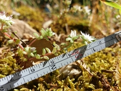 Sedum arenarium