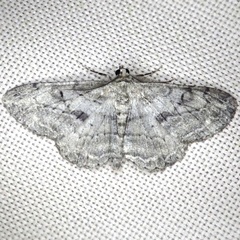 Peribatodes rhomboidaria